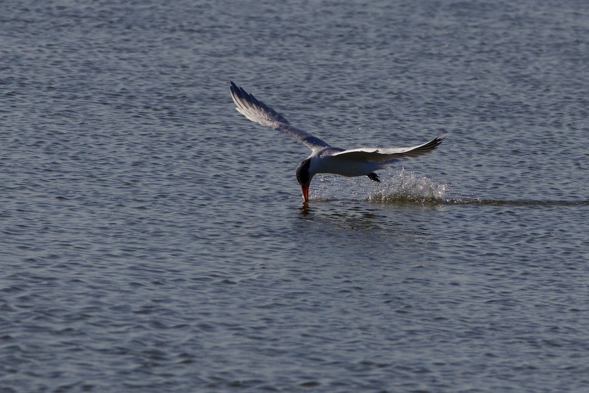Caspian Tern - ML646871321
