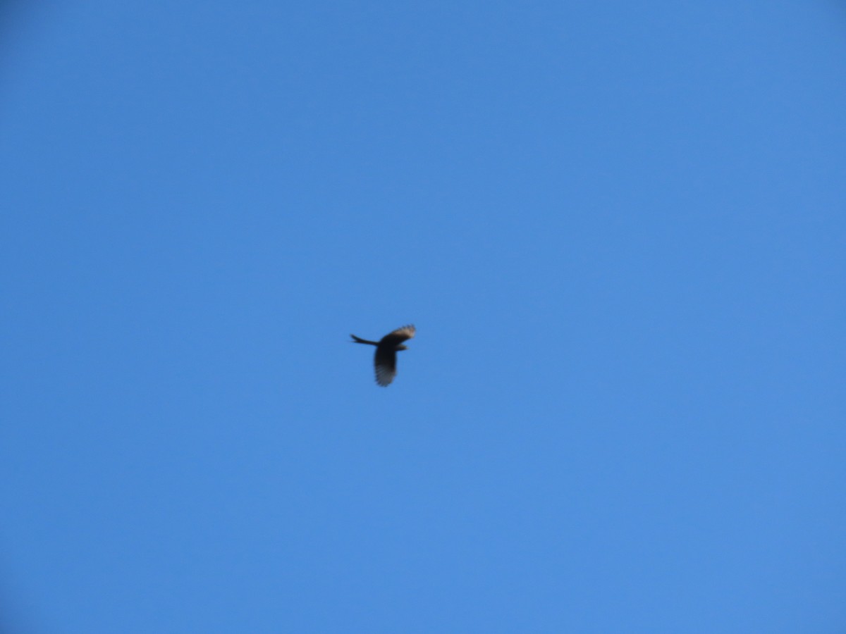 Black Drongo - ML646871322