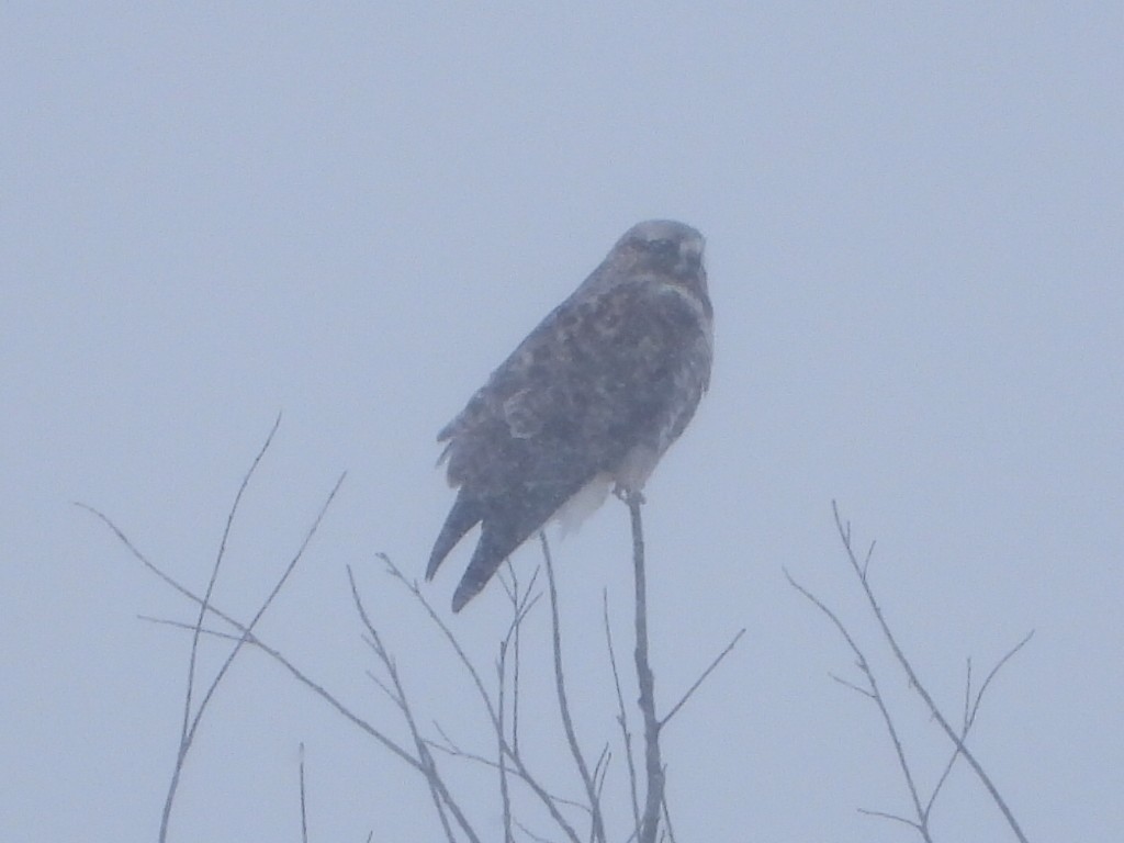 Rough-legged Hawk - ML646871323