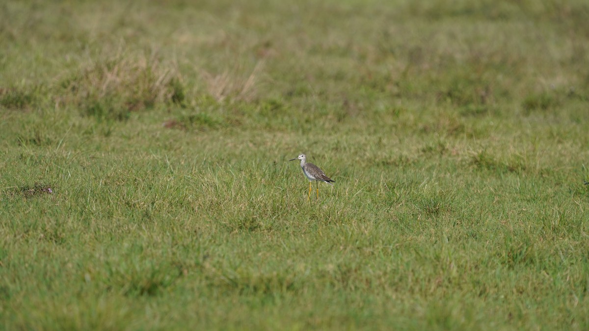 gulbeinsnipe - ML646871326