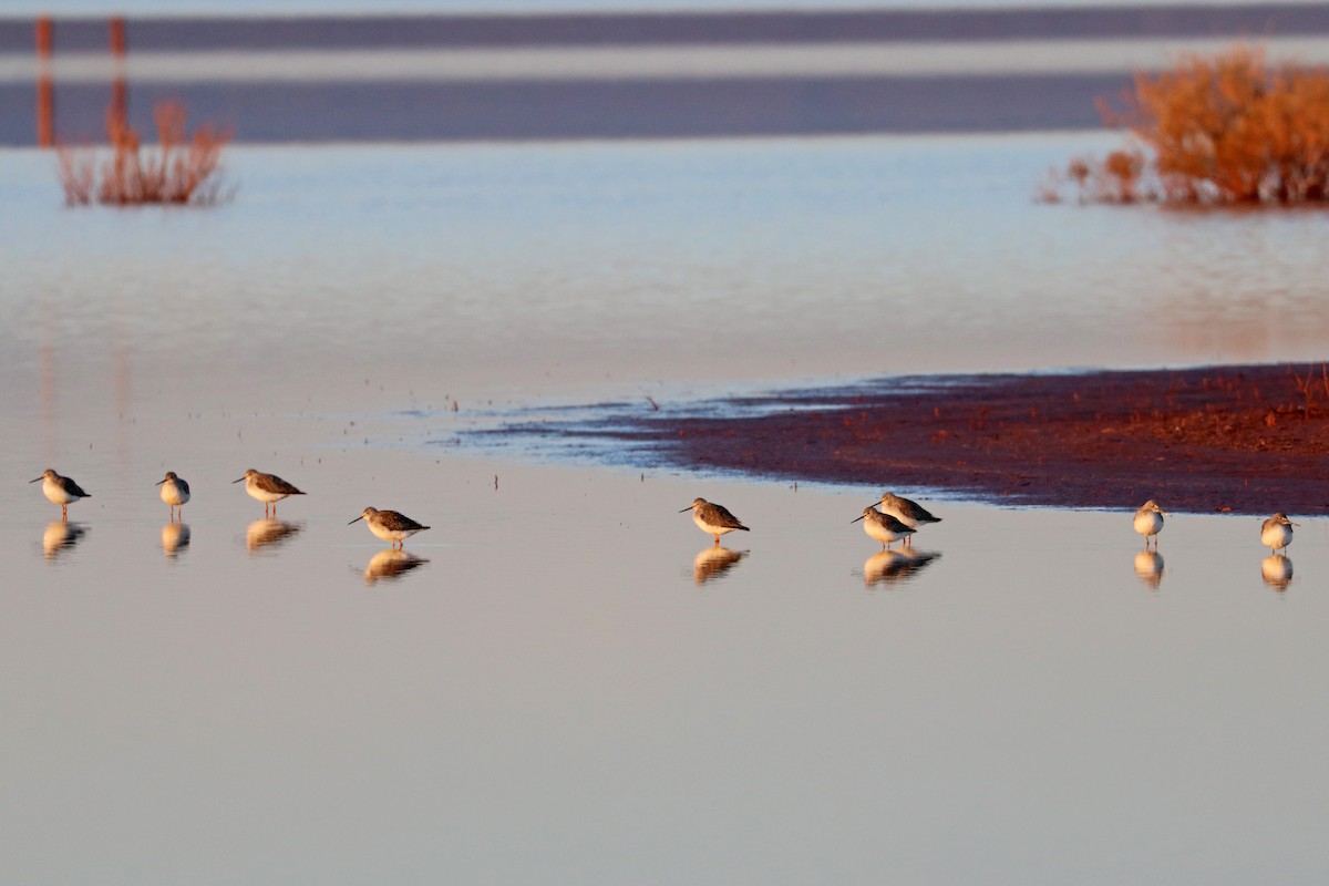 Greater Yellowlegs - ML646871328