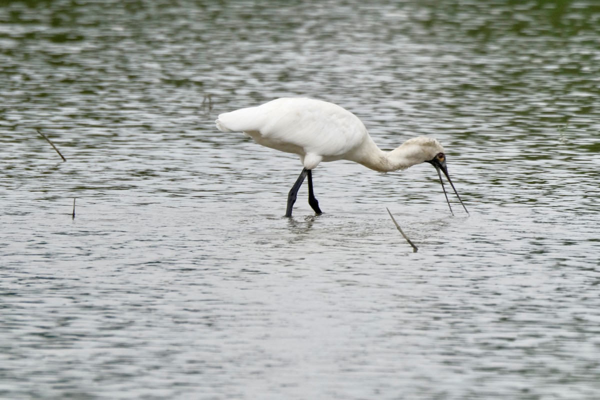 Black-faced Spoonbill - ML646871333