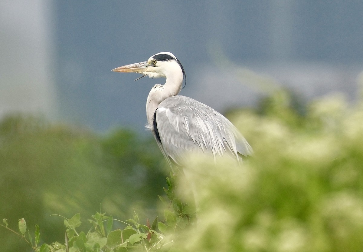 Gray Heron - ML646871334