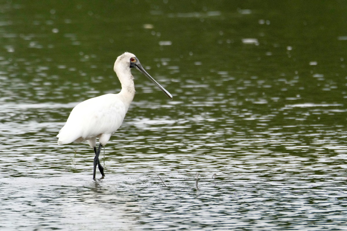 Black-faced Spoonbill - ML646871335