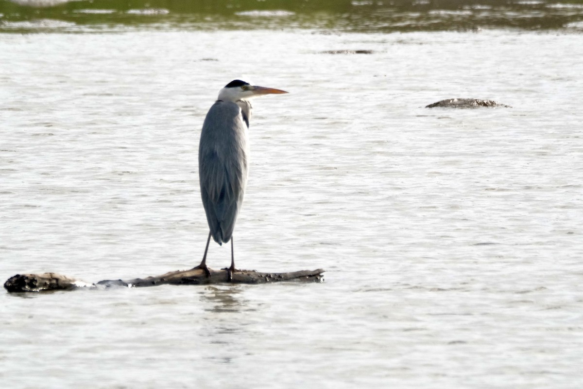 Gray Heron - ML646871336