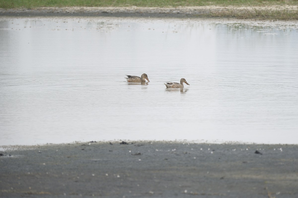 Northern Shoveler - ML646871337
