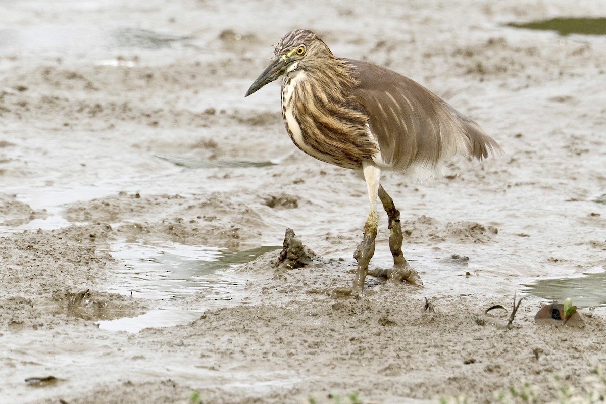Chinese Pond-Heron - ML646871338