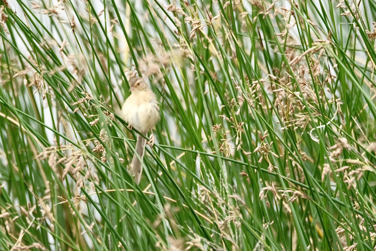 Plain Prinia - ML646871339