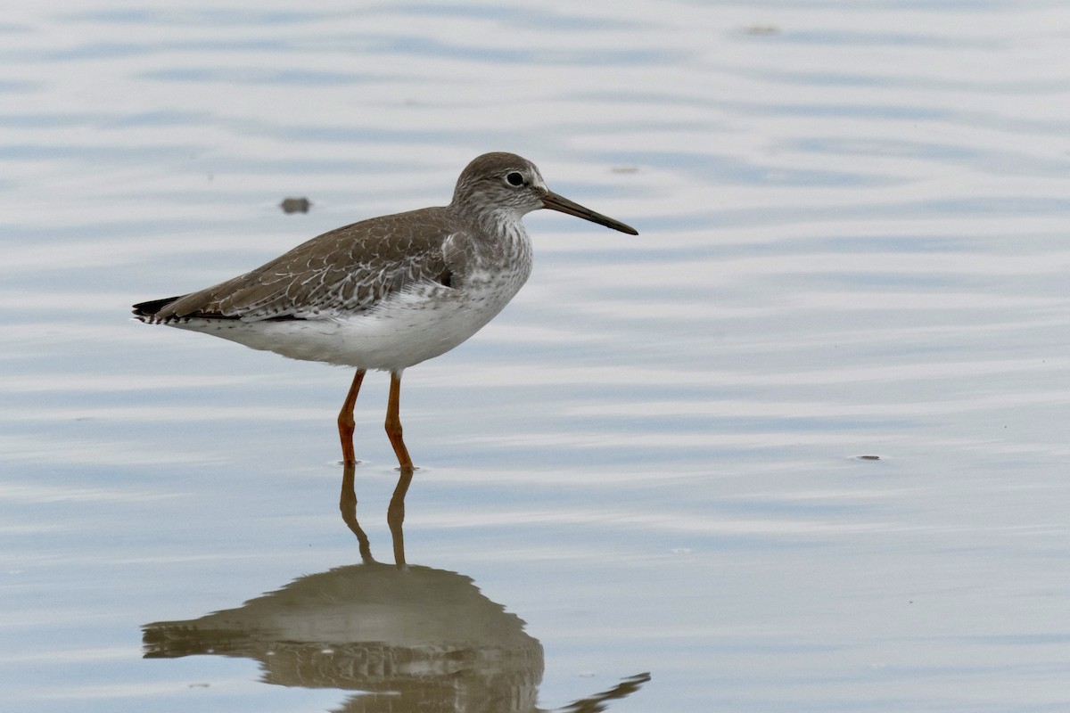 Common Redshank - ML646871340