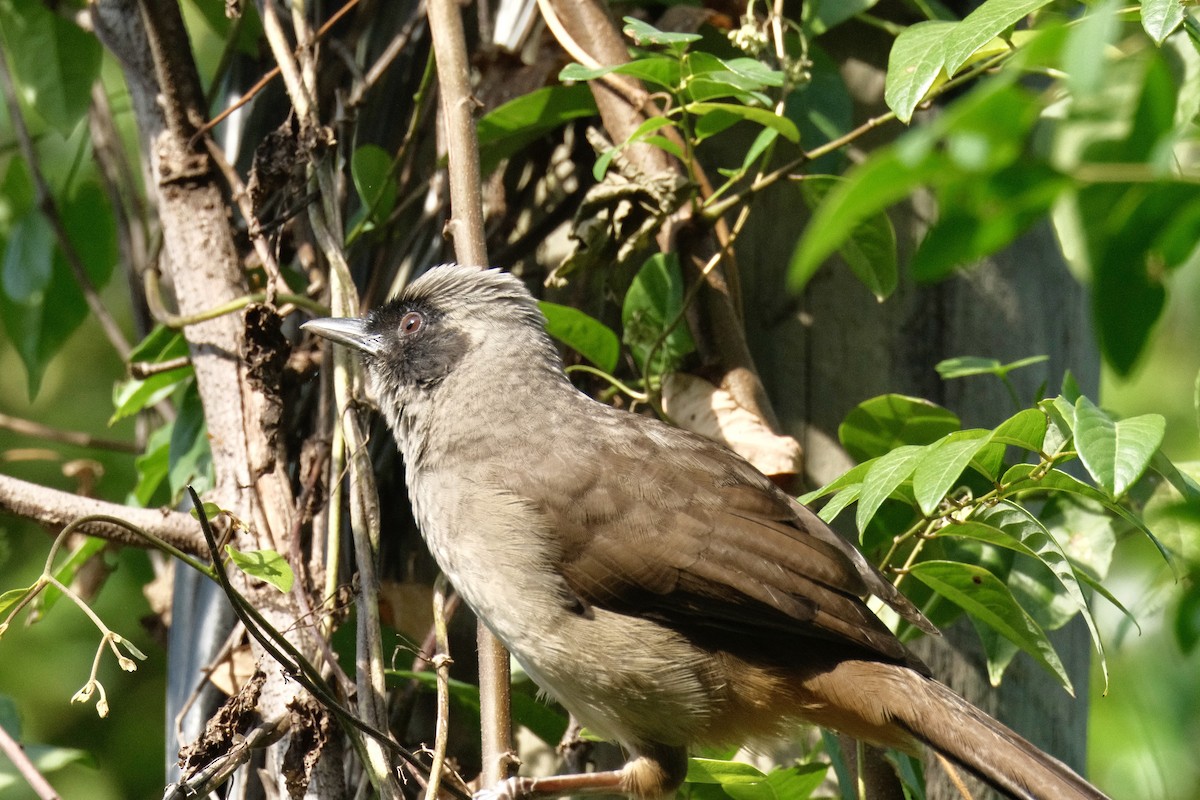 Masked Laughingthrush - ML646871341