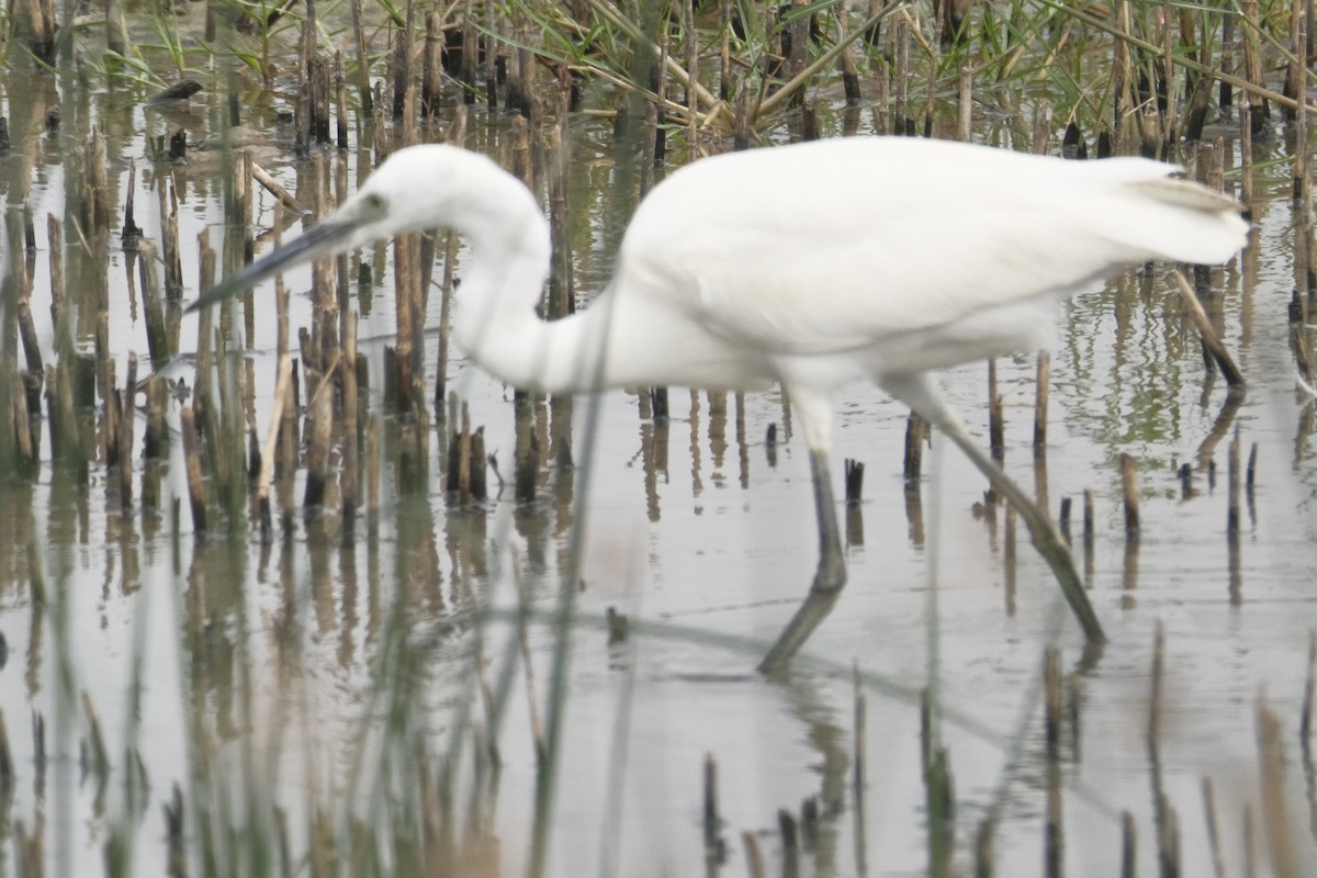 Seidenreiher - ML646871342