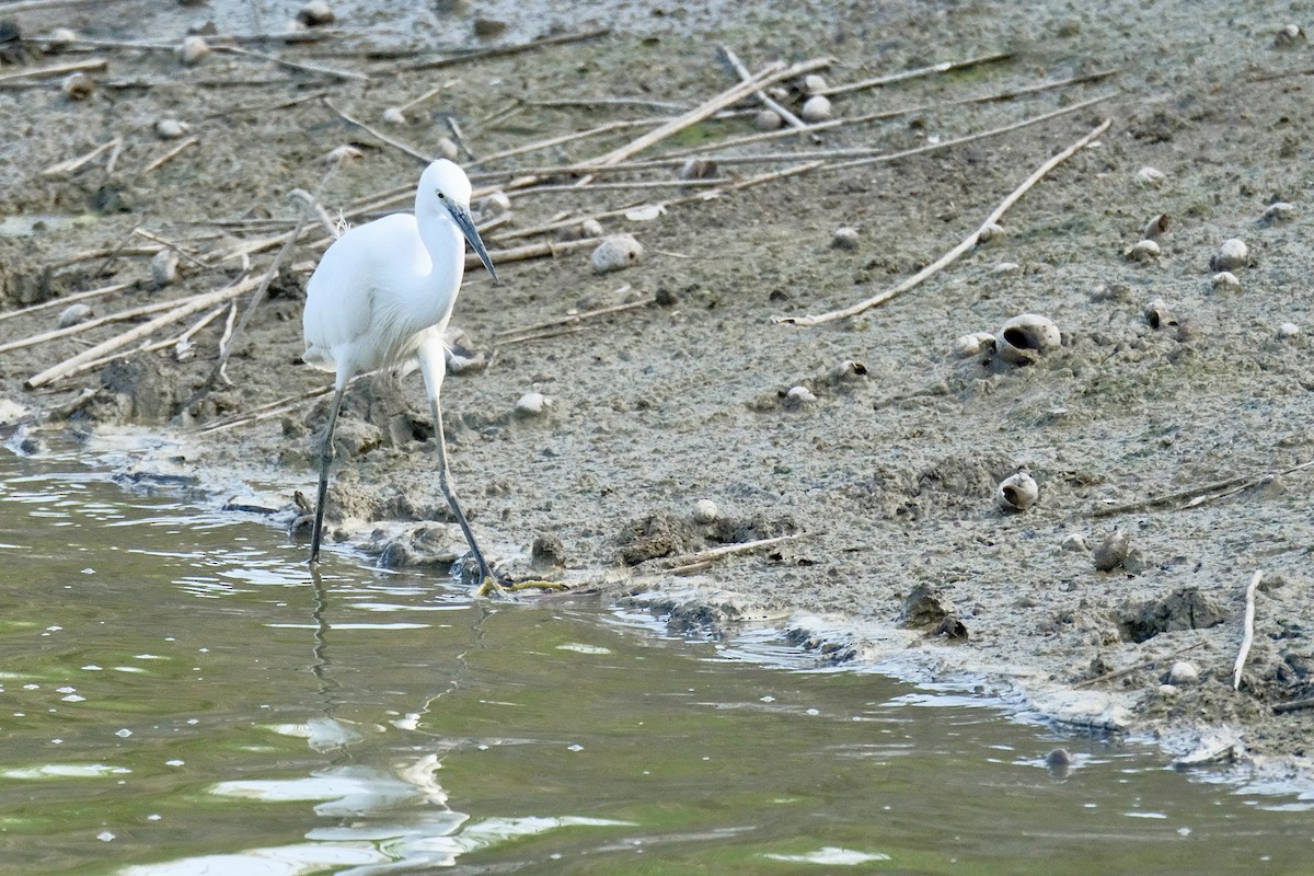 Seidenreiher - ML646871343