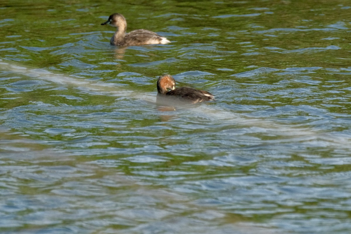 Little Grebe - ML646871344