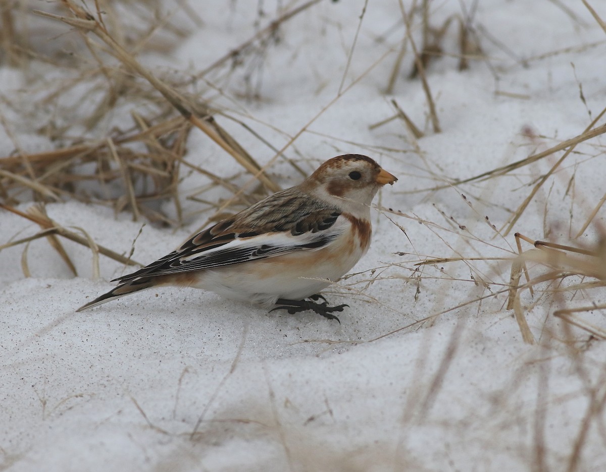 Plectrophane des neiges - ML646871345