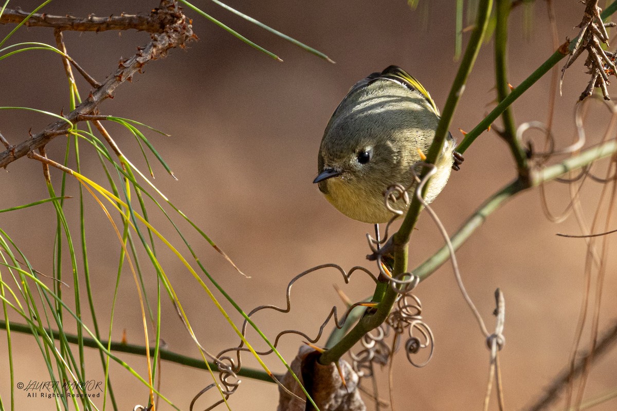 Ruby-crowned Kinglet - ML646871347