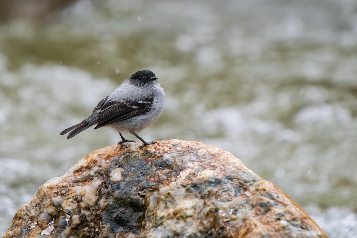 Серый пиохито - ML646871348