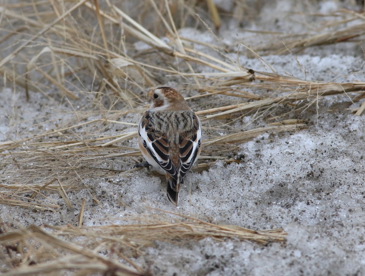 Plectrophane des neiges - ML646871349