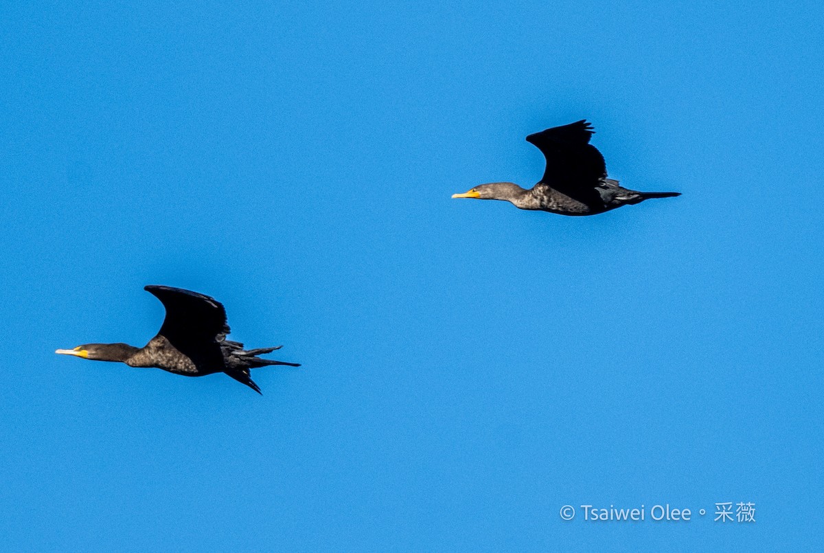Double-crested Cormorant - ML646871350