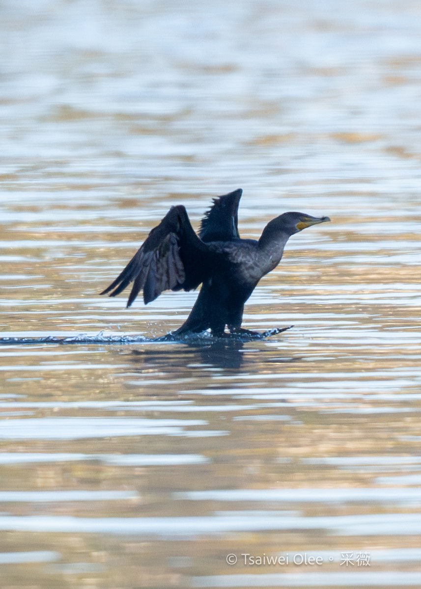 Double-crested Cormorant - ML646871353