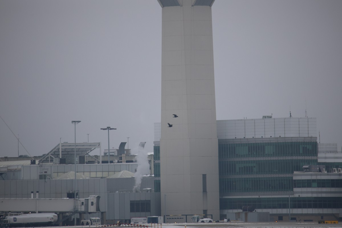 Common Raven - ML646871354