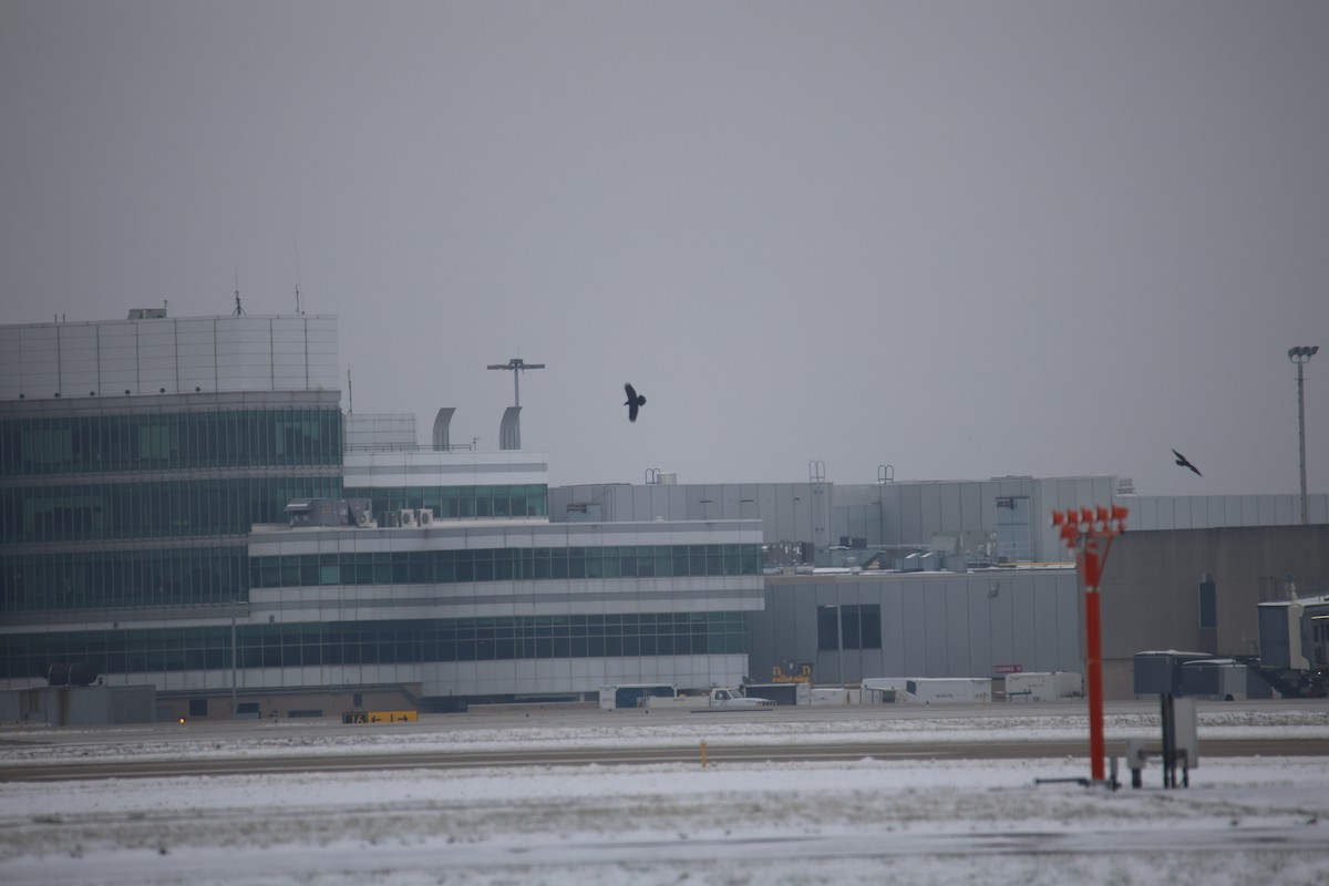 Common Raven - ML646871355