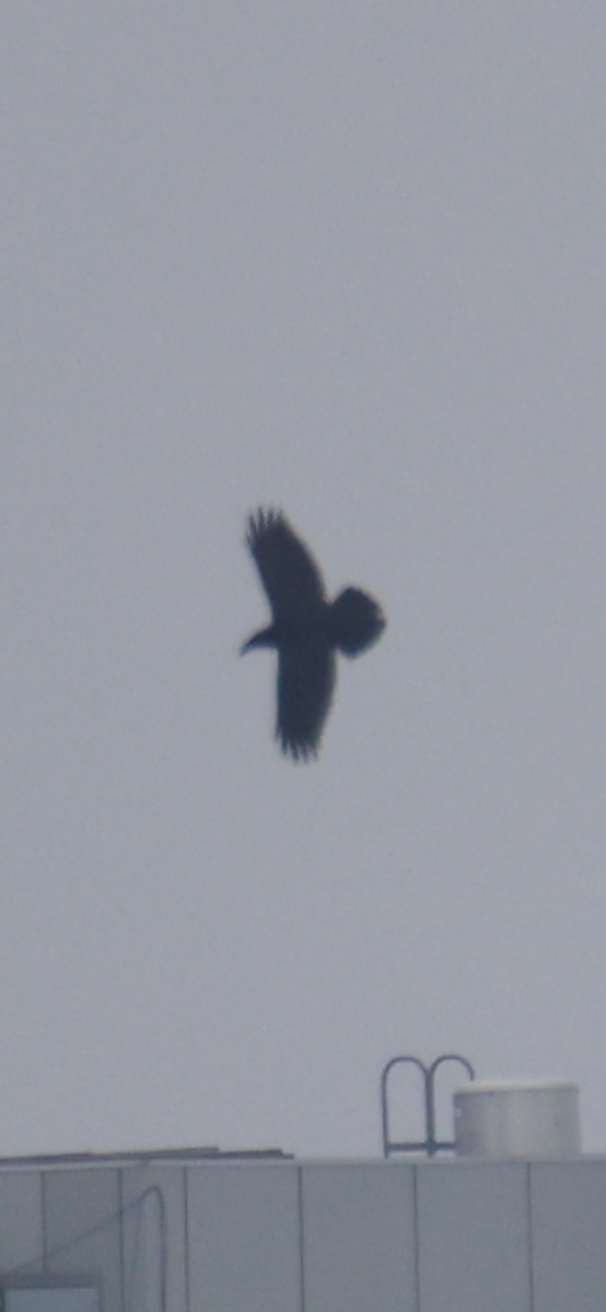 Common Raven - ML646871356