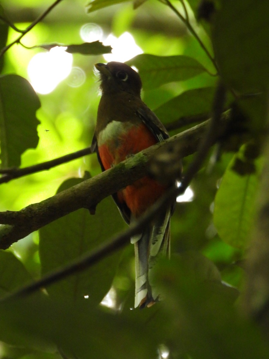 Collared Trogon - ML646871358