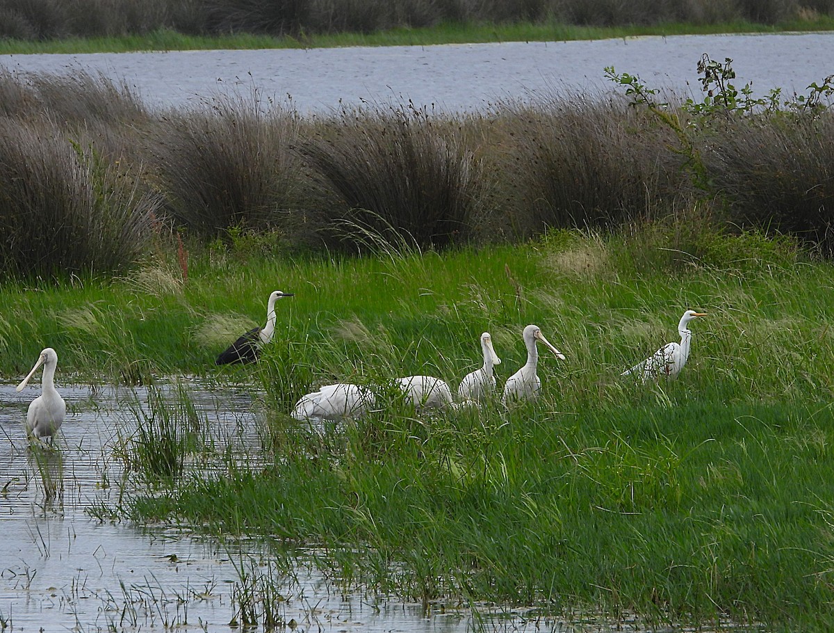 Большая белая цапля - ML646871359