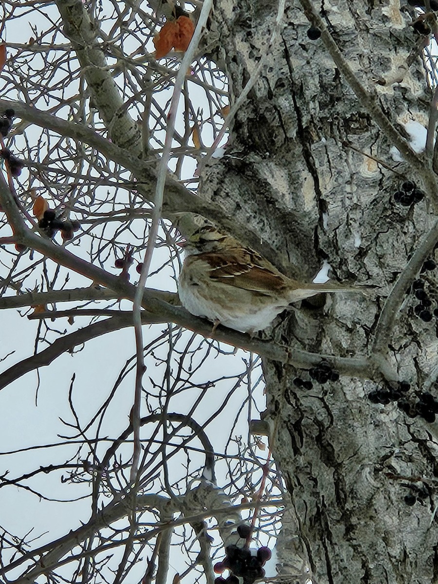 hvitstrupespurv - ML646871362