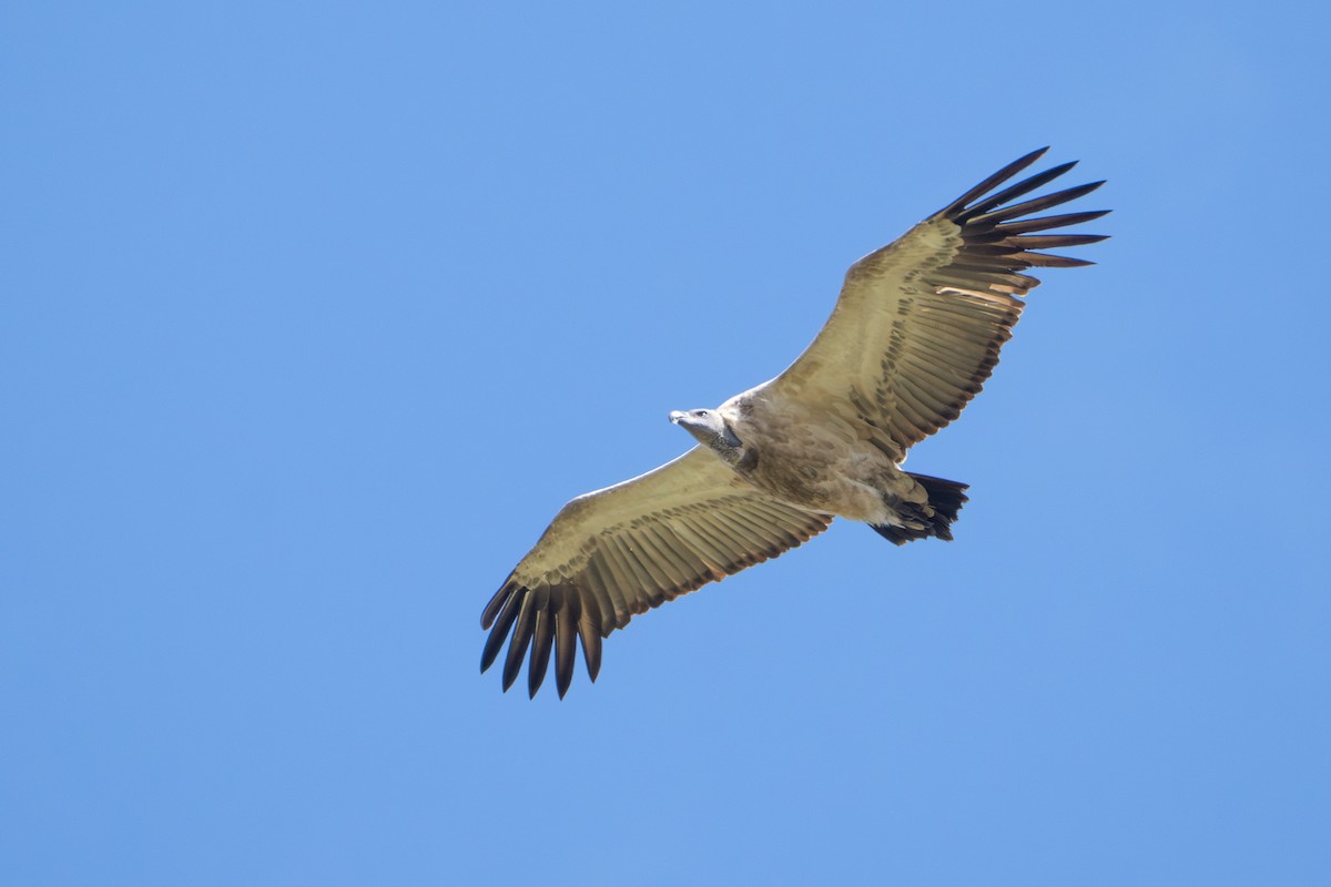 kappgribb - ML646871363