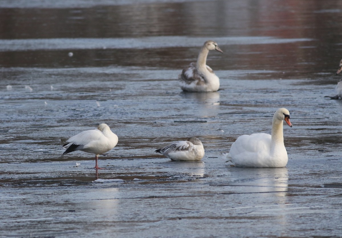 snøgås - ML646871364