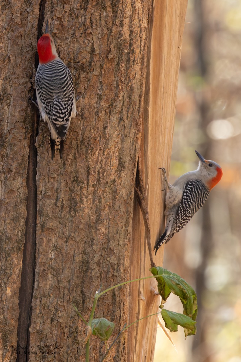 lundspett - ML646871365