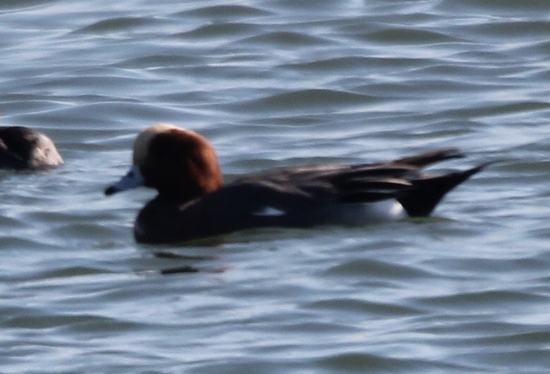 brunnakke - ML646871374