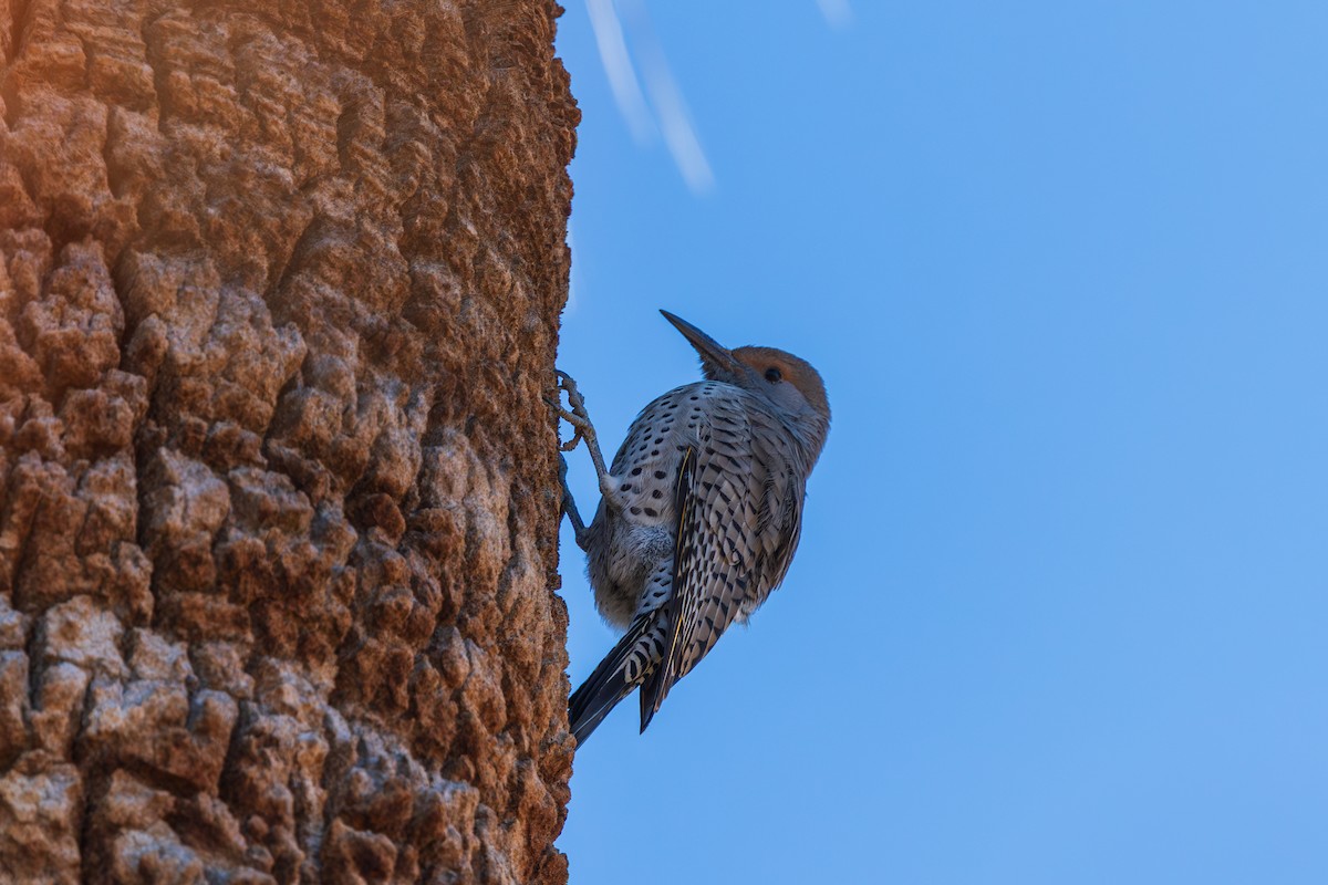 saguarospett - ML646871375