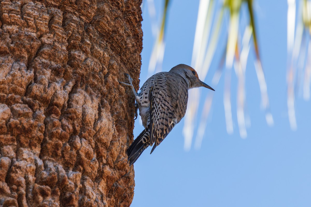 saguarospett - ML646871376