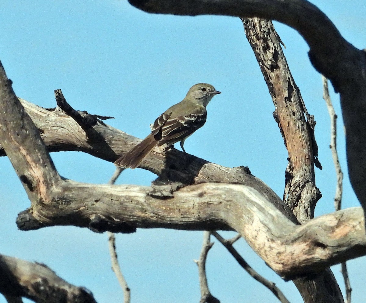 sørkrattyrann - ML646871379