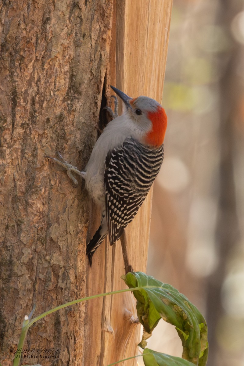 lundspett - ML646871381