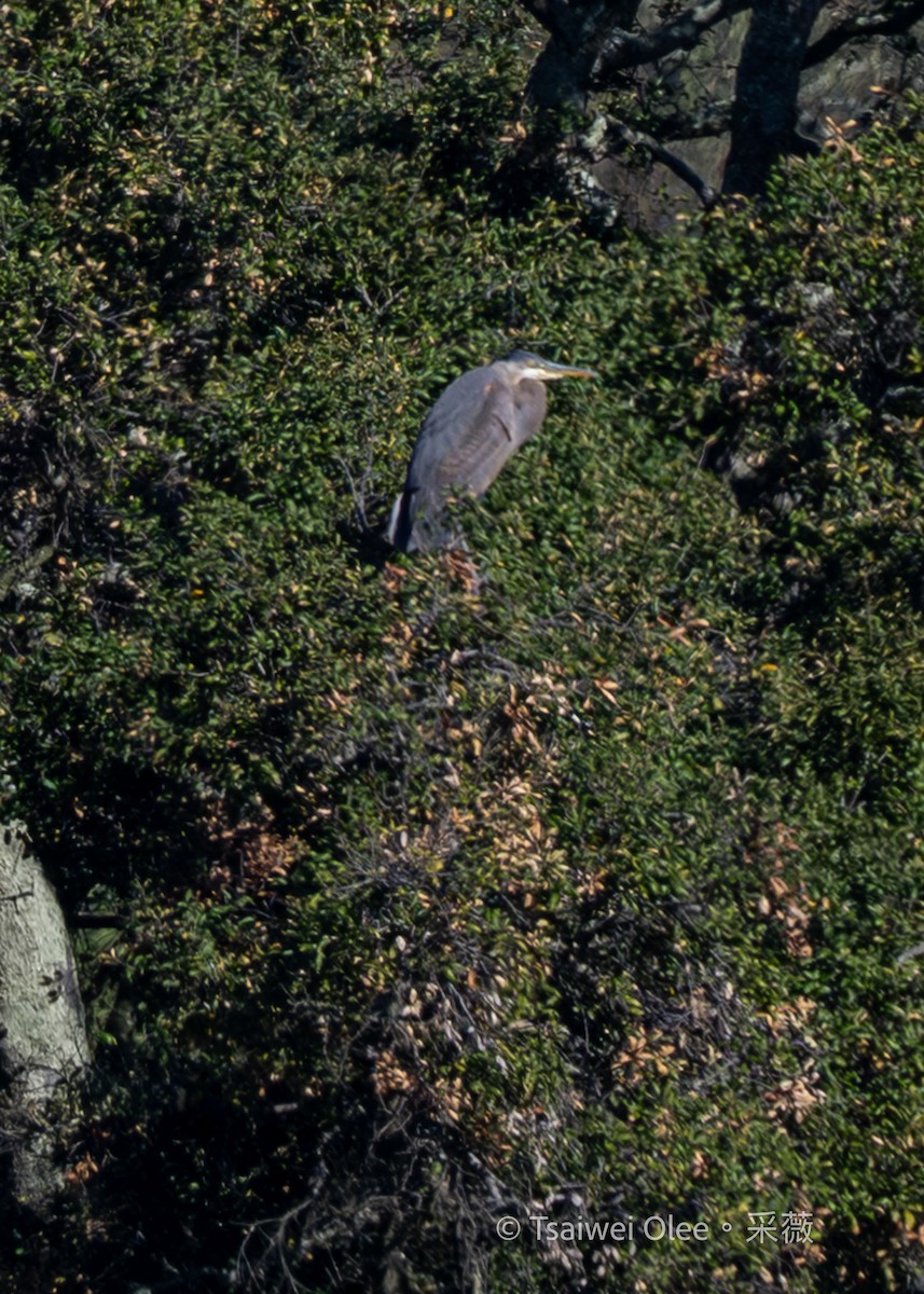 herodiashegre - ML646871382