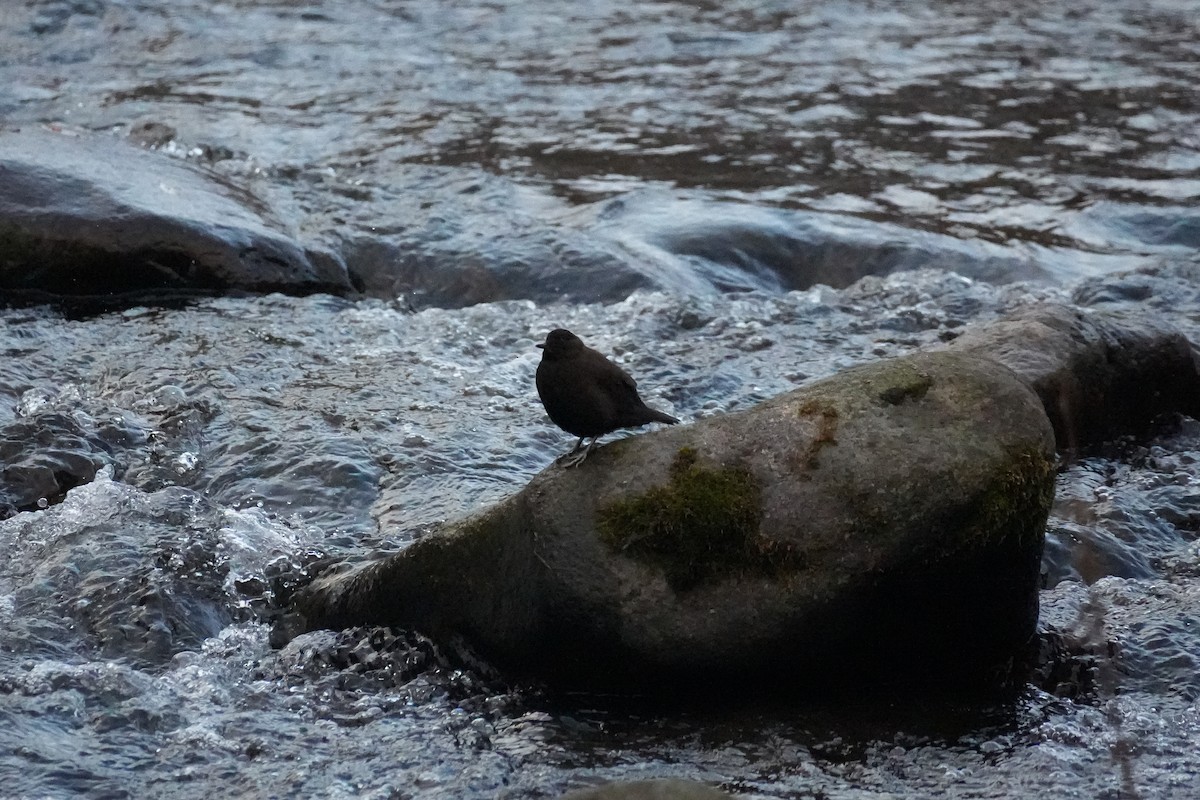 brunfossekall - ML646871385