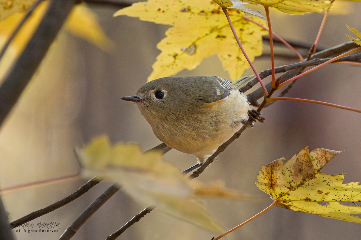 Ruby-crowned Kinglet - ML646871386