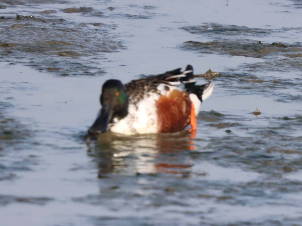 skjeand - ML646871387