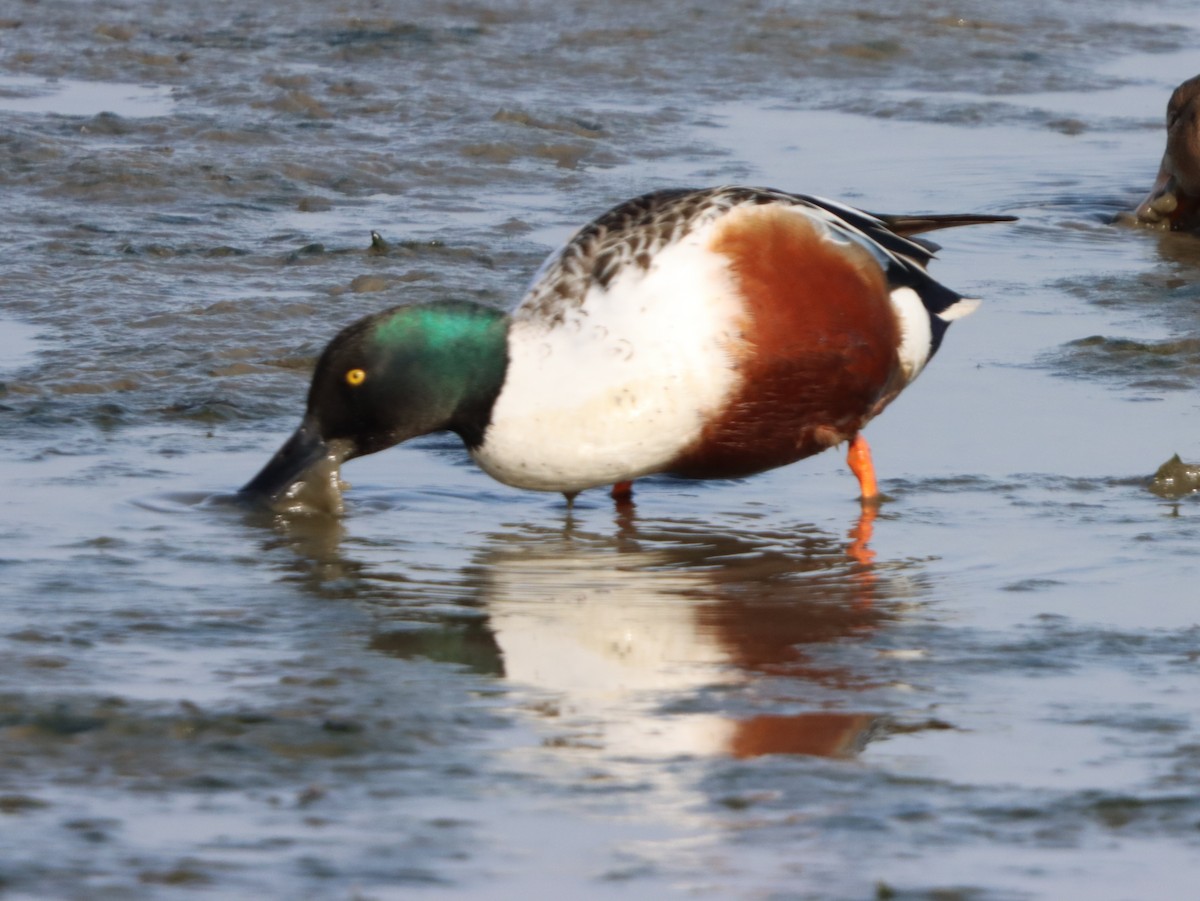 skjeand - ML646871388