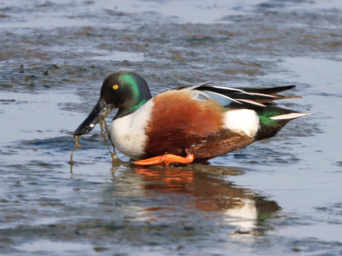 skjeand - ML646871389