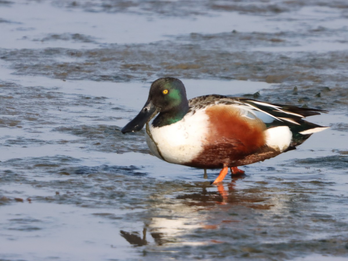 skjeand - ML646871390