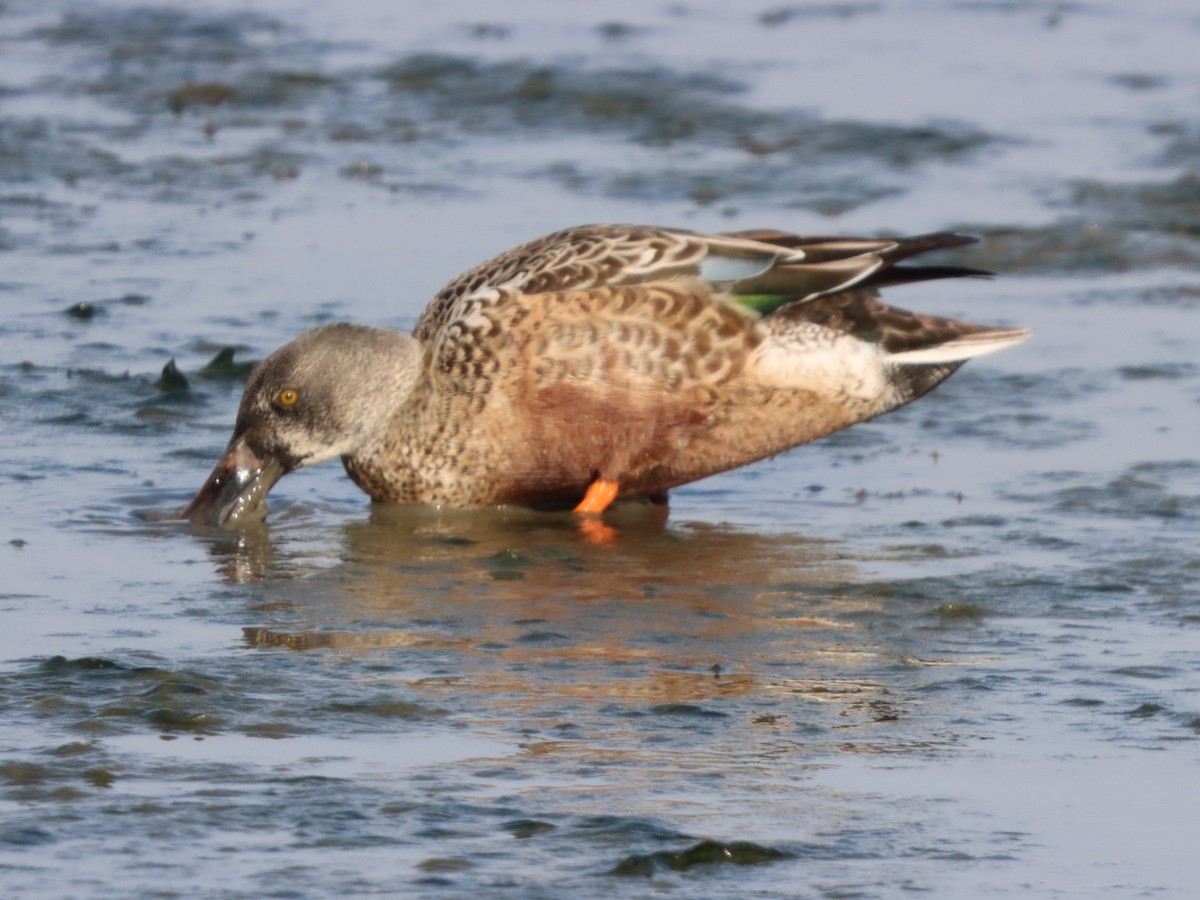 skjeand - ML646871391