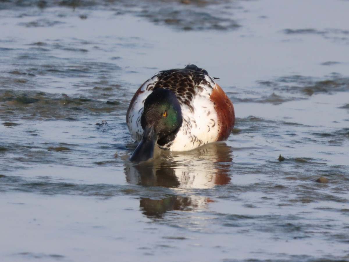 skjeand - ML646871392