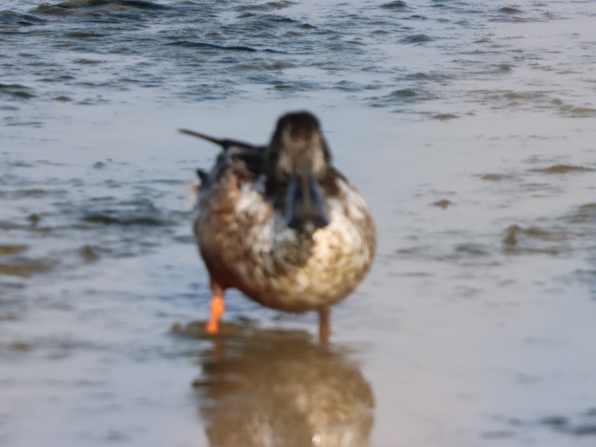 skjeand - ML646871393