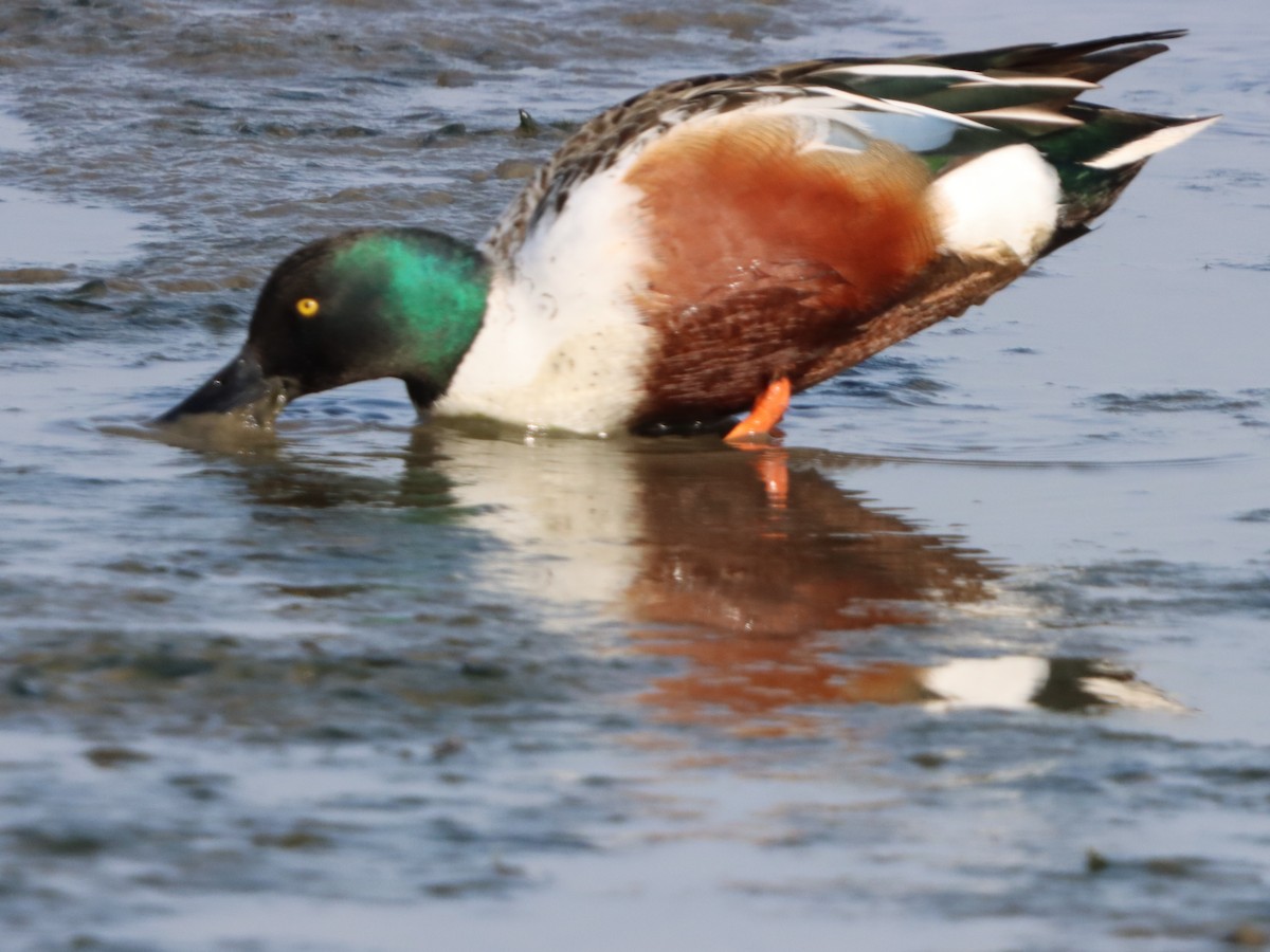 skjeand - ML646871394