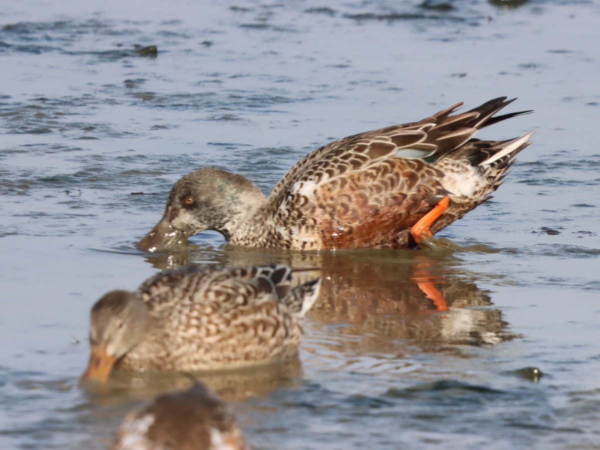 skjeand - ML646871395