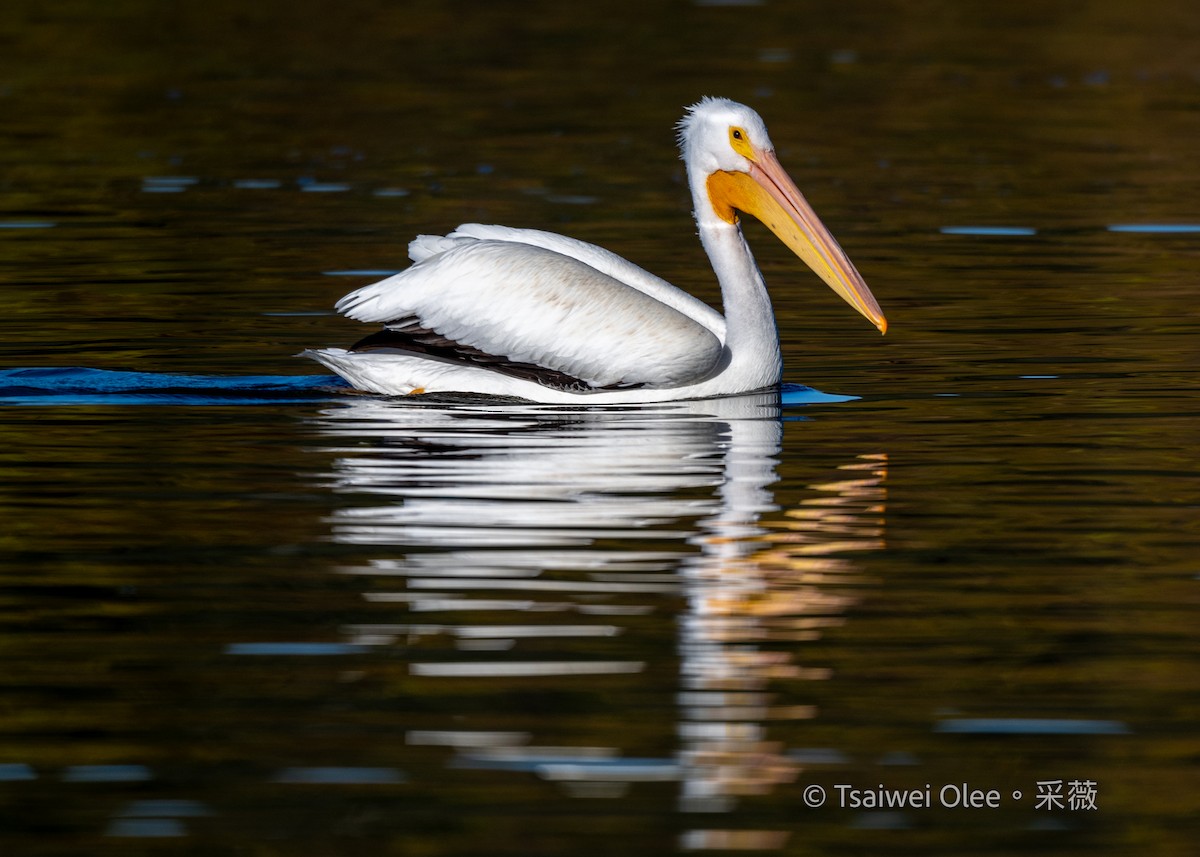 amerikapelikan - ML646871397